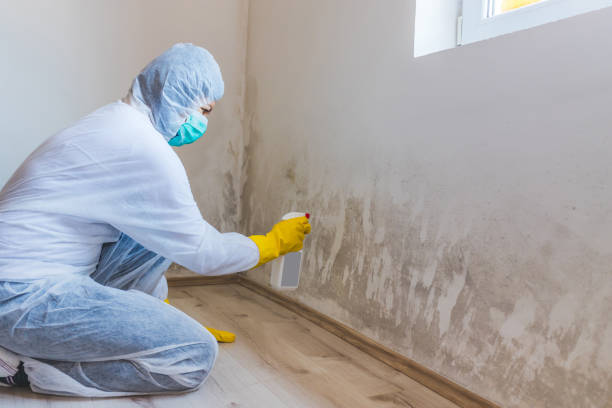 Licensed Mold Inspection service in Boyne Falls, MI - WQB Mold Removal