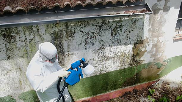 Top rated local Mold Inspection specialists in Boyne Falls, MI